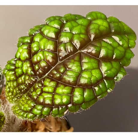 Pearcea rugosissima from Ecuador