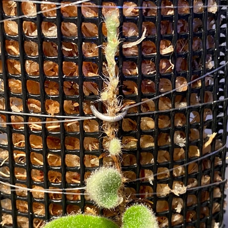 Pyrrosia nummularifolia from Santa Fe Luzon Philippines [KSB]