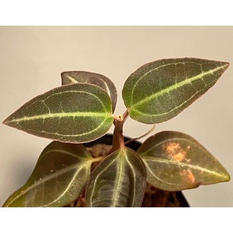 Pachycentria sp. from Selangor