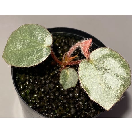Begonia sp. f1 from Sumatera [NT ORCHID]