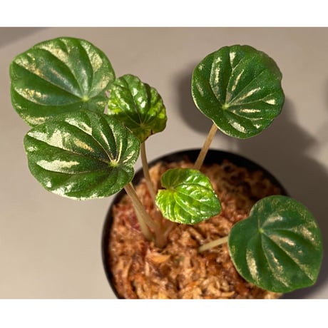Peperomia meridiana from Ecuador [tanakay]