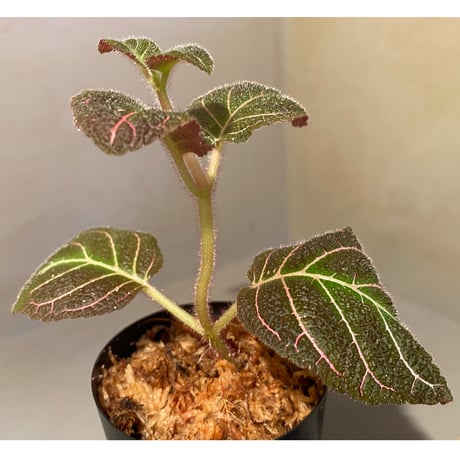 Pearcea hypocyrtiflora from Rio Napo Ecuador [tanakay] 赤葉脈