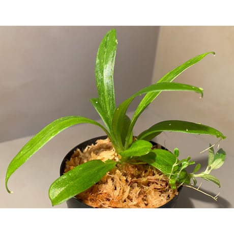 Schismatoglottis sp. "初霜錦" from Murung raya [LA0515-05]