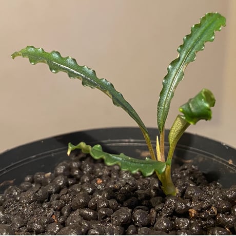 Bucephalandra sp. "MEDUSA" ①