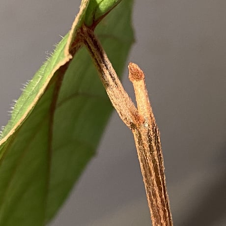 Pterisanthes sp. from Sabah-1 [R0515-01a]