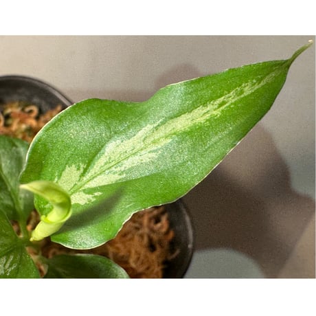 Aglaonema pictum [LA0915-z-s-11]