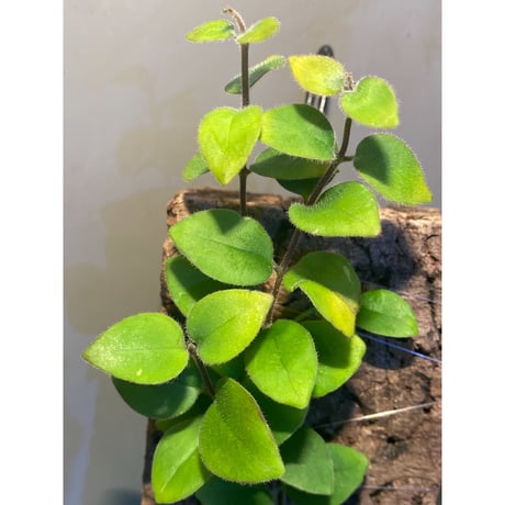 Aeschynanthus sp. from South Sulawesi [STRINGE PLANTS]