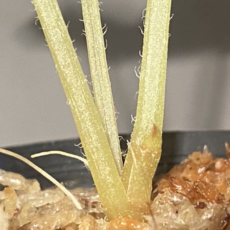 Begonia sp. from Na Hang [YH1118] TK