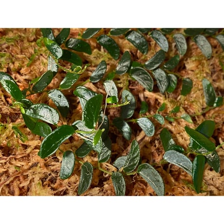 Ficus sp. from Mt. Besar