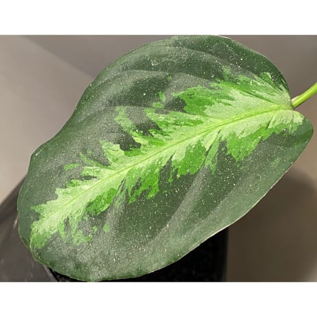 Aglaonema pictum GW1410 type6 from Padang sidempuan [TB]