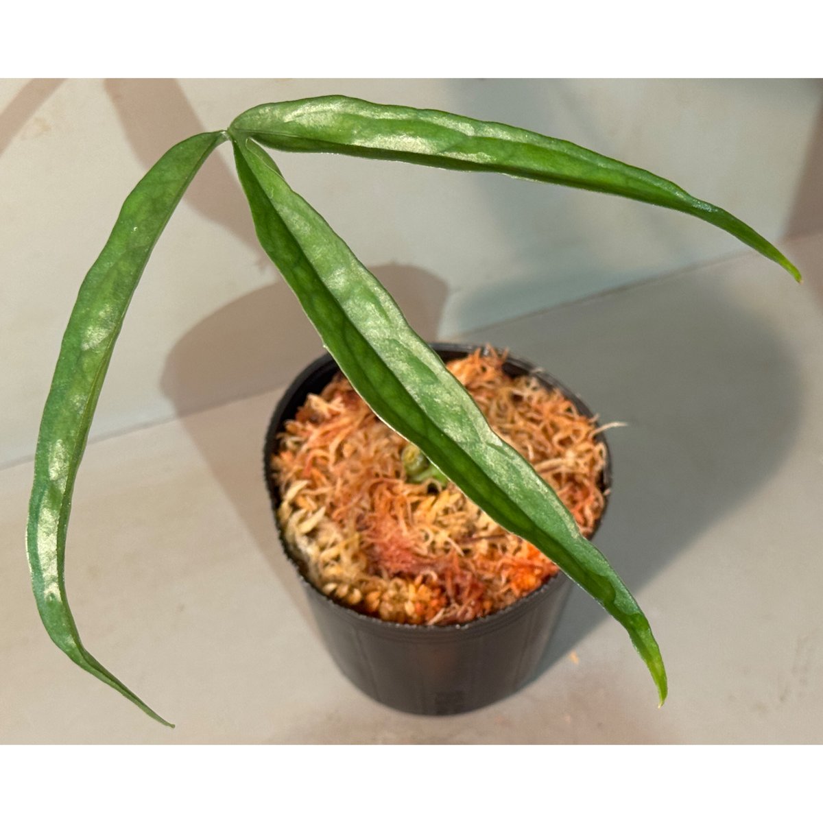 Anthurium aff. eminens | M・R・G・R