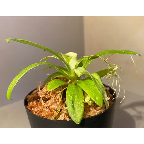 Schismatoglottis sp. "初霜錦" from Murung raya [LA0515-05]