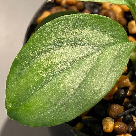 Homalomena sp. "Emerald Silver" from Kepulauan Riau [KN]