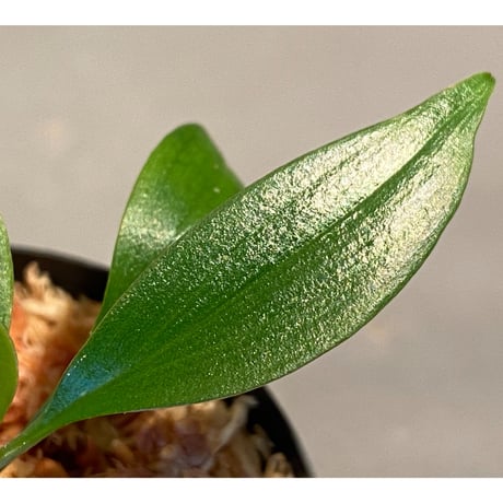 Homalomena sp. from Banka