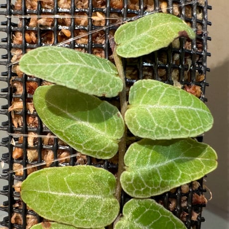 Marcgravia sp. from Iquitos Peru [tanakay]