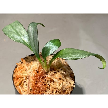 Rhaphidophora sp. "Silver" from Pulau Singkep
