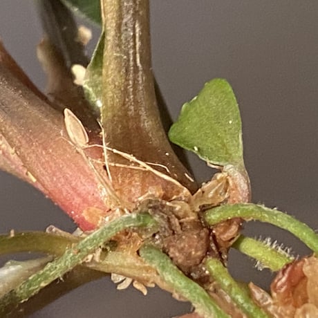 Homalomena sp. "濡烏" from Riau sumatera [LA0518-02]