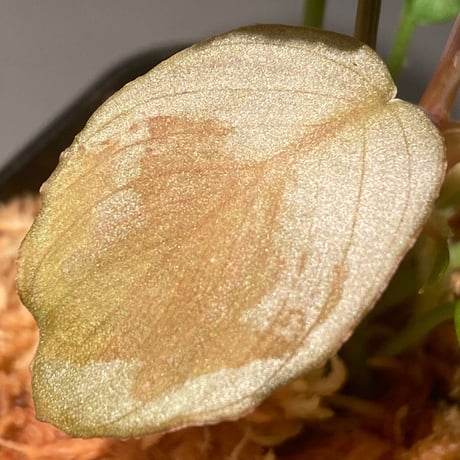 Homalomena hyb. Rec110-03 [K0320-f1] KZT