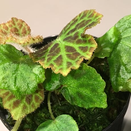 Begonia sp. from Sumpur [TK031117]