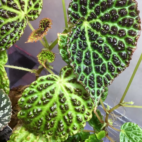 Begonia sp. from Kapuas hulu Sumatera
