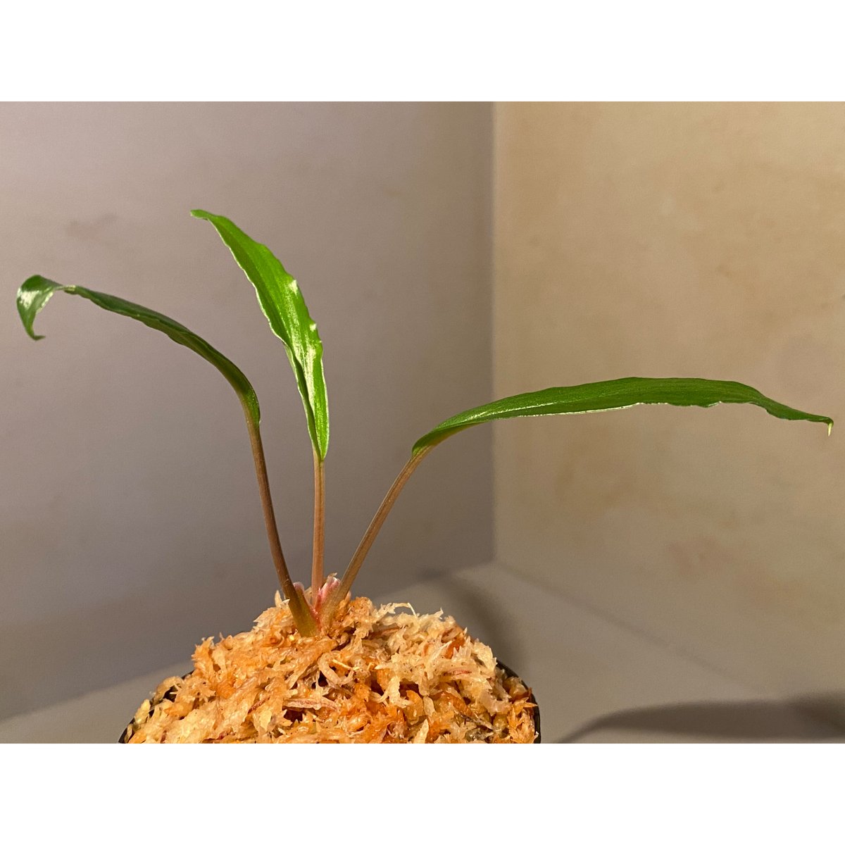 ホマロメナ ビッティフォリア Homalomena 熱帯植物 アロイド ホマロメナ ピンクダイアモンド💎💞 ホマロメナ属の中でもとても