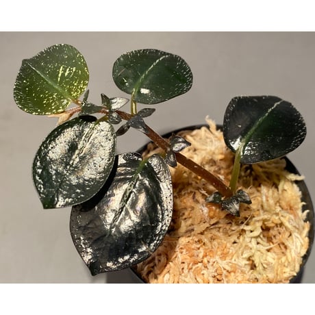 Argostemma hookeri from Malay Peninsula