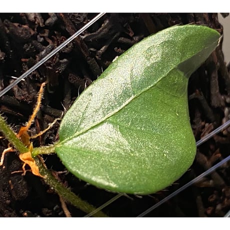 Ficus sp. from Murung raya [LA0515-05]