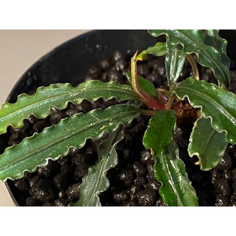 (２株立ち) Bucephalandra sp. from "Mangat" [MF0417-2A]
