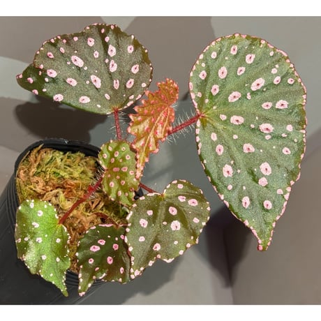 Begonia sp. "Muara Wahau" Kutai timur Kalimantan timur [TB]