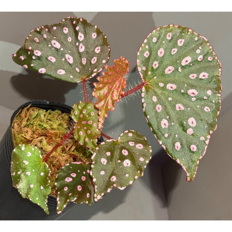 Begonia sp. 