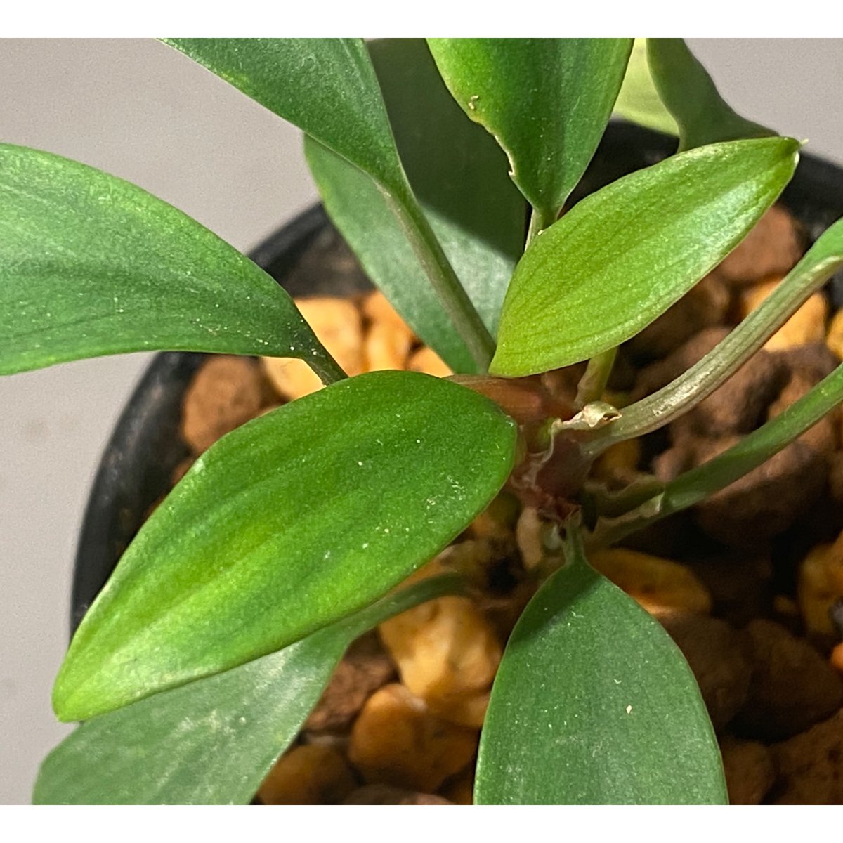 Homalomena sp. Aceh sumatera【LA1118-03】 Homalomena sp. from Aceh sumatera [LA1118-03] |
