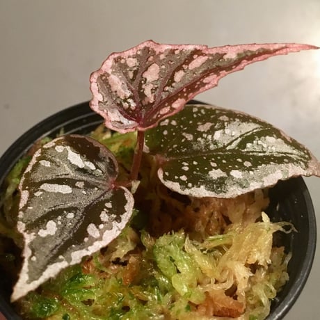 Begonia sp. from Sarikei [RIO]