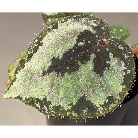 Begonia sp. from Lang Son [YH030519] TK