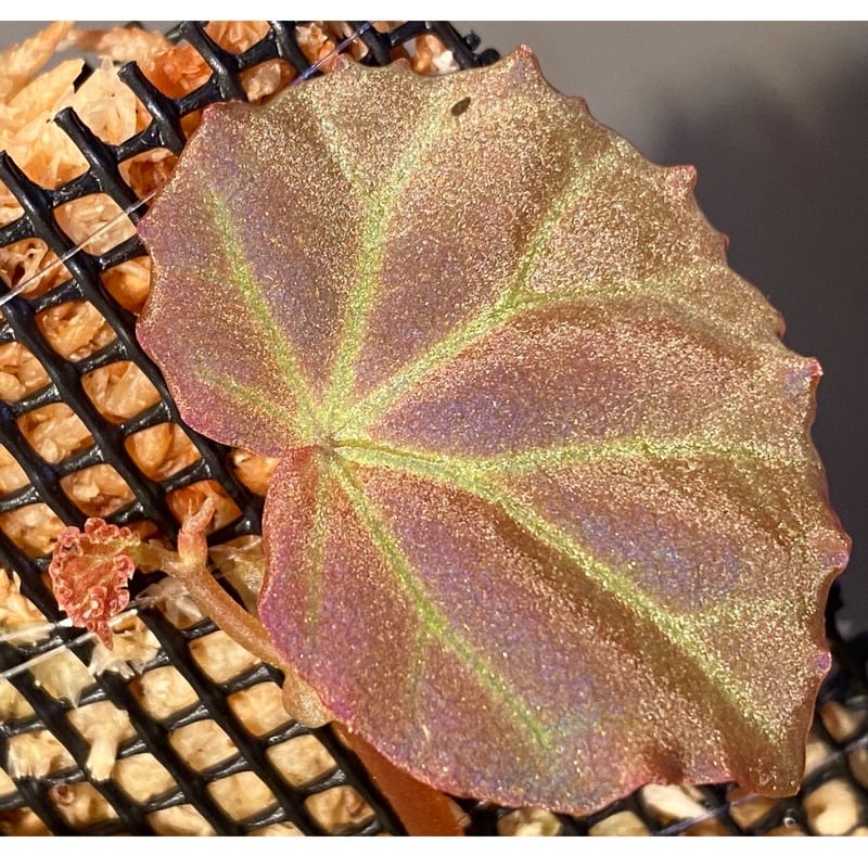 Begonia sp. from Sarawak ① | M・R・G・R