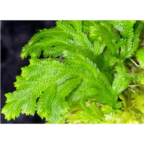 Selaginella biformis [STRINGE PLANTS]