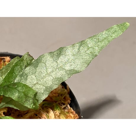 Microsorium sp. from Krabi Southern Thailand