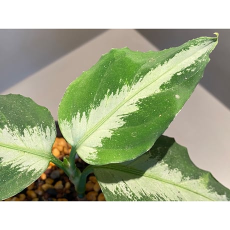 Aglaonema pictum bicolor  [TK-ZP0815-49]