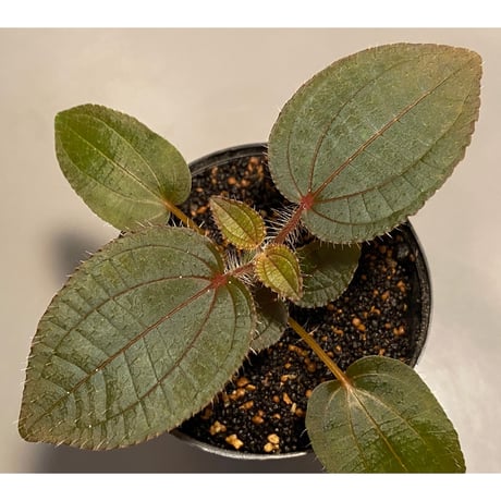 Phylagathis sp. from Cao Bang. Vietnum