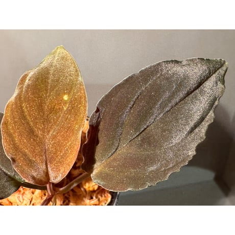 Homalomena sp. "Red leaf" from Kalbar [AZ0823-2] ②