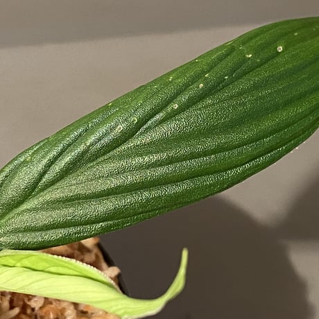 (大株) Homalomena sp. "蛟" from Sumatera Utara [LA0318-02]