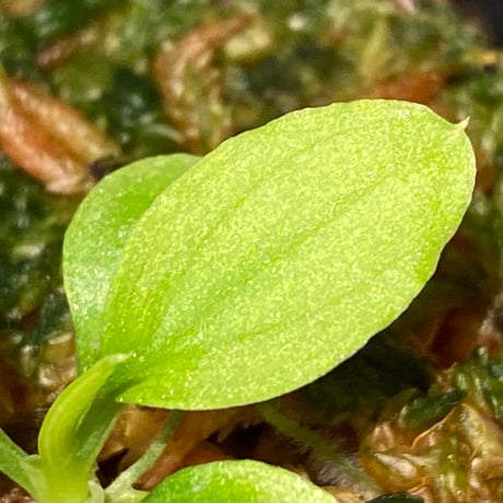 Homalomena sp. "Kayu Lapis" White Kal-barat [TB]