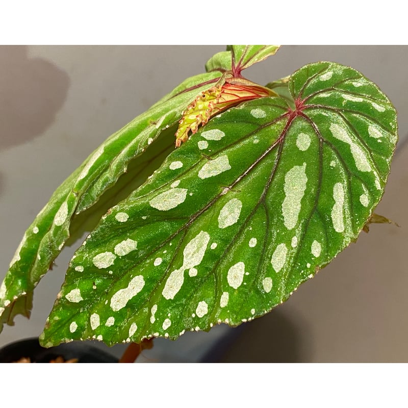 Begonia sp. 