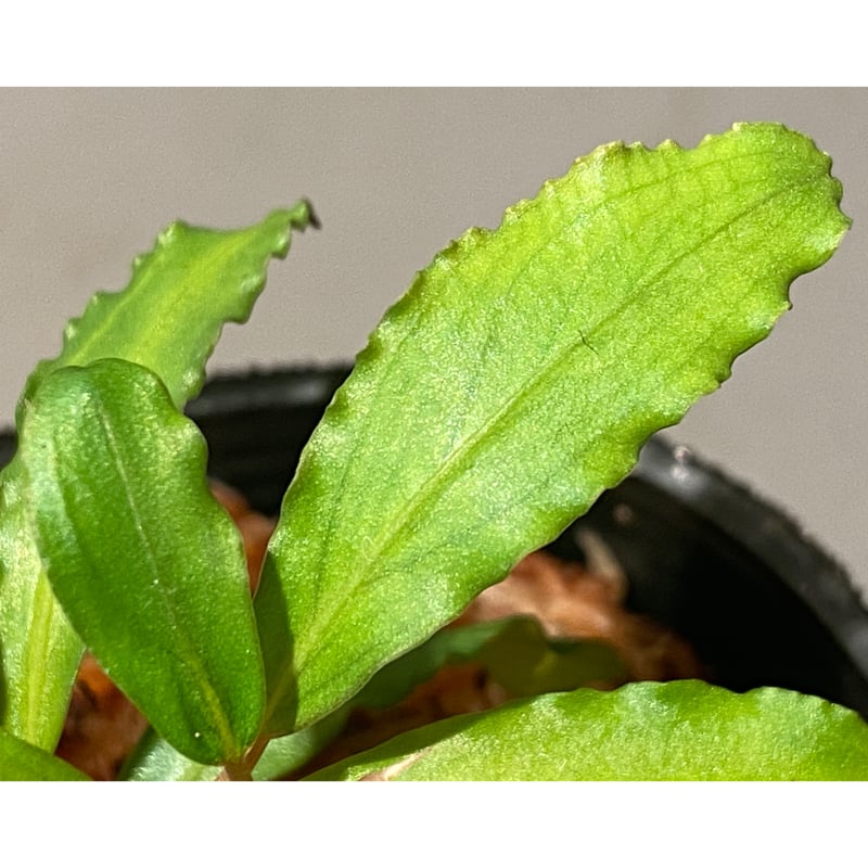 Bucephalandra sp.“Sintang Kayulapis”type2 ブセファランドラ シンタンカユラピス 水上葉 - ペット用品