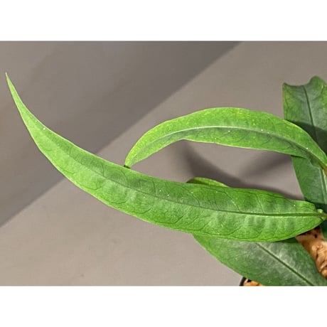Labisia sp. from "Lebong" Bengkulu [TB]