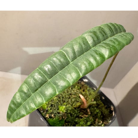 ★超上品なフラットイヤー★アンスリウム　ポーティラエ× サブシグナタム　レア交配 anthurium | STORES