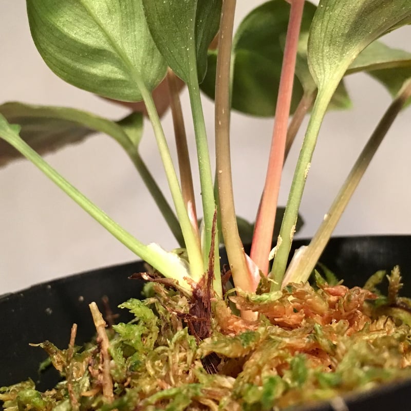 Homalomena sp. from Kapuas hulu | M・R・G・R