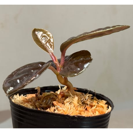 Ardisia sp. from Kayulapis [TB]