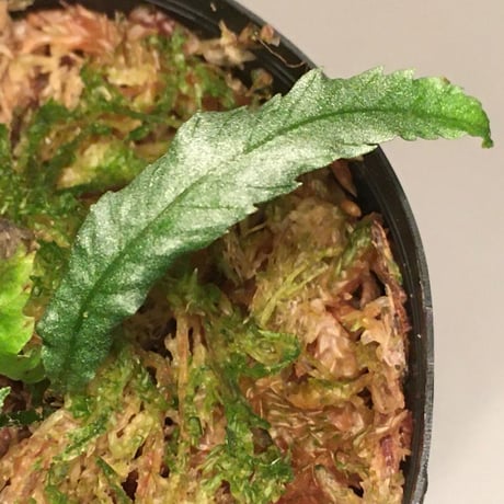 Microsorum sp. Short Dragon Tail