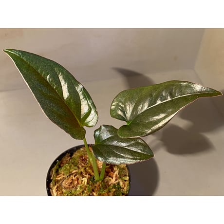 Syngonium sp. from Choco Colombia [tanakay]