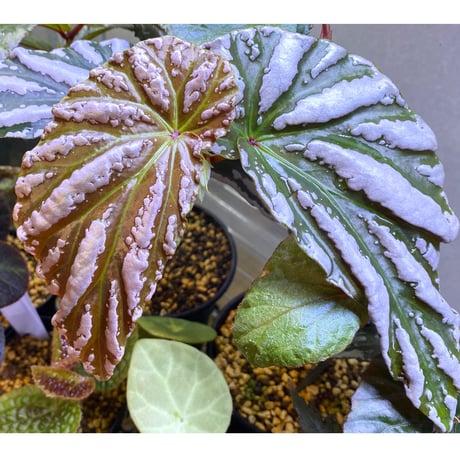 Begonia sp. "雪の宿" from Lampung sumatera [LA0217-01]